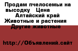 Продам пчелосемьи на высодку › Цена ­ 6 500 - Алтайский край Животные и растения » Другие животные   